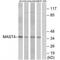 Microtubule Associated Serine/Threonine Kinase Family Member 4 antibody, MBS9401202, MyBioSource, Western Blot image 