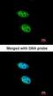Phosphoribosyl Pyrophosphate Synthetase 2 antibody, orb69905, Biorbyt, Immunofluorescence image 