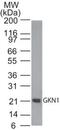 Gastrokine 1 antibody, PA5-23309, Invitrogen Antibodies, Western Blot image 