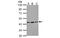 Actin Gamma 1 antibody, MBS835251, MyBioSource, Western Blot image 