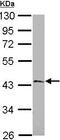 Mitochondrial Calcium Uptake 2 antibody, ab101465, Abcam, Western Blot image 