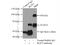 IKAROS Family Zinc Finger 2 antibody, 13554-1-AP, Proteintech Group, Immunoprecipitation image 