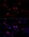 Filamin C antibody, LS-C748081, Lifespan Biosciences, Immunofluorescence image 