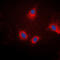Ezrin antibody, LS-C368425, Lifespan Biosciences, Immunofluorescence image 