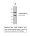 Notch Receptor 2 antibody, A00518-3, Boster Biological Technology, Western Blot image 