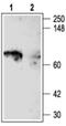 Potassium Voltage-Gated Channel Subfamily A Member 5 antibody, PA5-77573, Invitrogen Antibodies, Western Blot image 