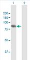 Ssemaphorin 4F antibody, H00010505-B01P-50ug, Novus Biologicals, Western Blot image 