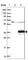 Myo-Inositol Oxygenase antibody, HPA039562, Atlas Antibodies, Western Blot image 