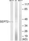 Septin 2 antibody, abx014847, Abbexa, Western Blot image 