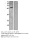 Septin-2 antibody, SEPT-201AP, FabGennix, Western Blot image 