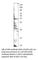 DEK Proto-Oncogene antibody, DEK-101AP, FabGennix, Western Blot image 