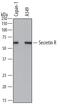 Secretin Receptor antibody, MAB6387, R&D Systems, Western Blot image 
