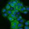 Keratin 5 antibody, M00398-7, Boster Biological Technology, Immunofluorescence image 