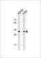 Olfactory Receptor Family 8 Subfamily J Member 3 antibody, 59-510, ProSci, Western Blot image 