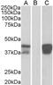POU Class 2 Homeobox Associating Factor 1 antibody, 45-116, ProSci, Western Blot image 