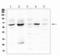 Methyltransferase Like 3 antibody, LS-C756516, Lifespan Biosciences, Western Blot image 