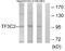 General Transcription Factor IIIC Subunit 2 antibody, A30532, Boster Biological Technology, Western Blot image 