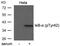 NFKB Inhibitor Alpha antibody, GTX50681, GeneTex, Western Blot image 