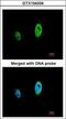 Timeless Circadian Regulator antibody, GTX104334, GeneTex, Immunofluorescence image 