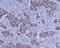 Bone Morphogenetic Protein 4 antibody, M00321, Boster Biological Technology, Immunohistochemistry frozen image 