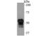 Fibulin 5 antibody, NBP2-76929, Novus Biologicals, Western Blot image 