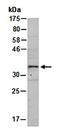 Homeobox B4 antibody, orb67116, Biorbyt, Western Blot image 