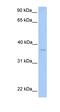 Fatty Acid Desaturase 3 antibody, orb325497, Biorbyt, Western Blot image 