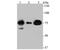 Cytochrome P450 Oxidoreductase antibody, NBP2-75626, Novus Biologicals, Western Blot image 