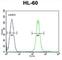 Transglutaminase 6 antibody, abx026064, Abbexa, Western Blot image 