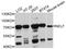 NMDA Receptor Synaptonuclear Signaling And Neuronal Migration Factor antibody, A4603, ABclonal Technology, Western Blot image 