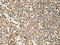 Formin Like 1 antibody, CSB-PA776528, Cusabio, Immunohistochemistry paraffin image 