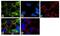 Solute Carrier Family 6 Member 4 antibody, 711108, Invitrogen Antibodies, Immunofluorescence image 