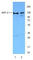 WD Repeat And HMG-Box DNA Binding Protein 1 antibody, 630302, BioLegend, Western Blot image 