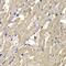 Mannose Phosphate Isomerase antibody, FNab05283, FineTest, Immunohistochemistry frozen image 