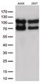 Lysyl-TRNA Synthetase antibody, LS-C793135, Lifespan Biosciences, Western Blot image 