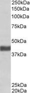F-Box Protein 32 antibody, EB09088, Everest Biotech, Western Blot image 