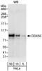 DExD-Box Helicase 50 antibody, A301-312A, Bethyl Labs, Western Blot image 