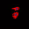 Collagen Type I Alpha 2 Chain antibody, LS-C352030, Lifespan Biosciences, Immunofluorescence image 