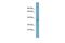 Growth Hormone Receptor antibody, PA5-42544, Invitrogen Antibodies, Western Blot image 