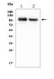 Myelin Associated Glycoprotein antibody, A03019, Boster Biological Technology, Western Blot image 
