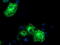 Schwannomin-interacting protein 1 antibody, TA504440, Origene, Immunofluorescence image 