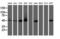 Ribonuclease/Angiogenin Inhibitor 1 antibody, LS-C172440, Lifespan Biosciences, Western Blot image 