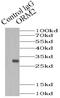 Orosomucoid 2 antibody, FNab06013, FineTest, Immunoprecipitation image 