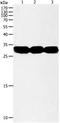 Nitrilase Family Member 2 antibody, orb107594, Biorbyt, Western Blot image 