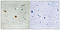 RB Transcriptional Corepressor 1 antibody, 79-834, ProSci, Immunohistochemistry frozen image 