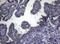 Forkhead Box Q1 antibody, MA5-26943, Invitrogen Antibodies, Immunohistochemistry frozen image 