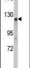 APC Membrane Recruitment Protein 1 antibody, PA5-13492, Invitrogen Antibodies, Western Blot image 