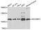 SECIS Binding Protein 2 antibody, STJ28819, St John