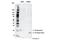 Interleukin 18 antibody, 57058S, Cell Signaling Technology, Western Blot image 