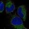 Vasoactive Intestinal Peptide antibody, NBP2-57264, Novus Biologicals, Immunofluorescence image 